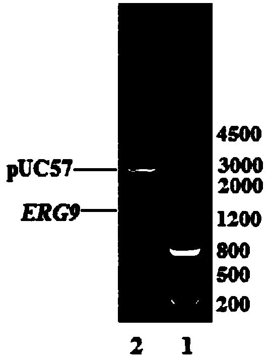 Plasmid pTsqs for synthesizing squalene through Escherichia coli as well as preparation method and using method thereof