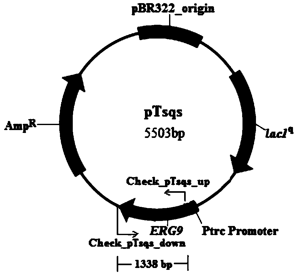 Plasmid pTsqs for synthesizing squalene through Escherichia coli as well as preparation method and using method thereof