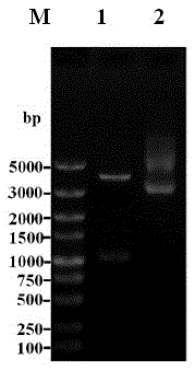 Immuno comb array test paper for detecting antibody of SIV (simian immunodeficiency virus) as well as preparation method and application