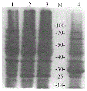 Immuno comb array test paper for detecting antibody of SIV (simian immunodeficiency virus) as well as preparation method and application