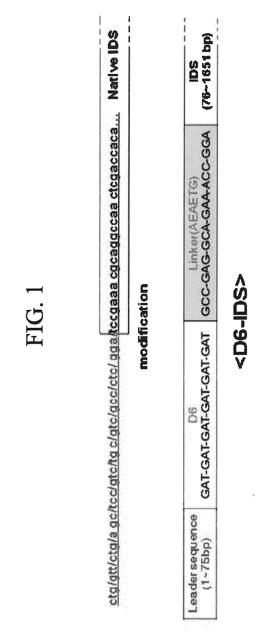 Iduronate-2-sulfatase and use thereof