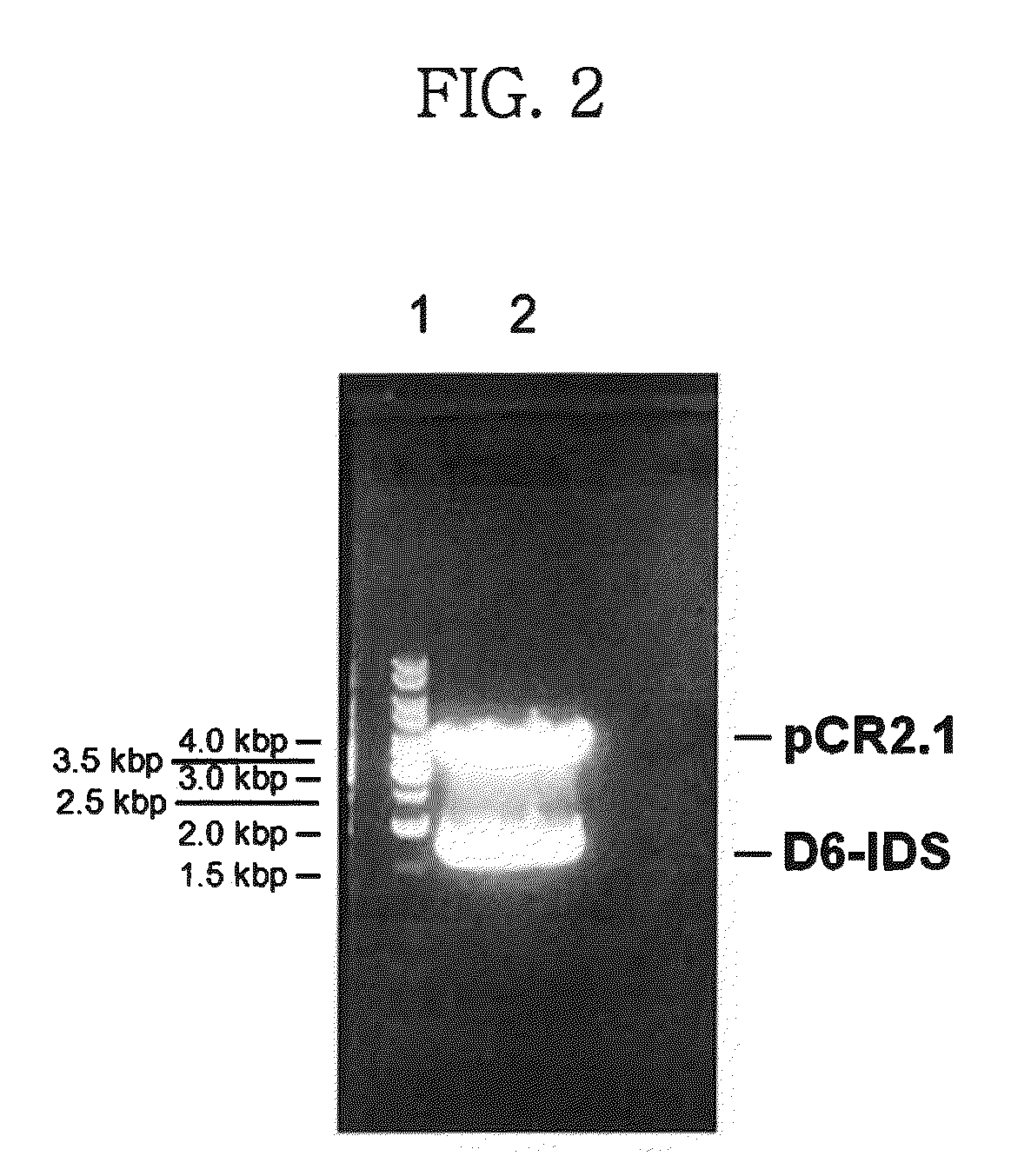 Iduronate-2-sulfatase and use thereof