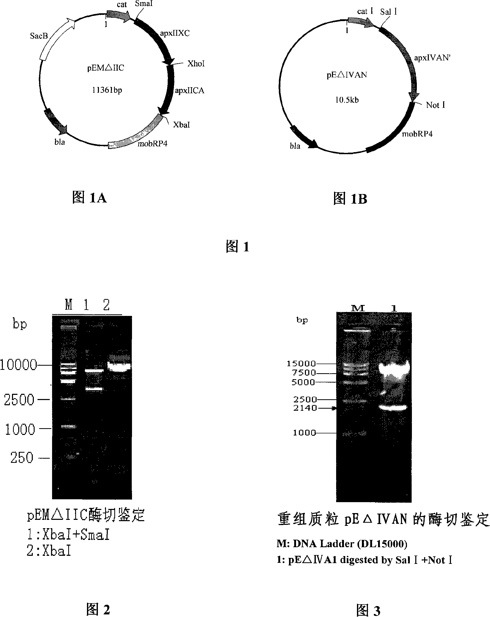 Vaccine for differentiating porcine actinobacillus pleuropneumonia serum 7-type double-gene deletion mutant of vaccine immunity and virus infection animal and application thereof