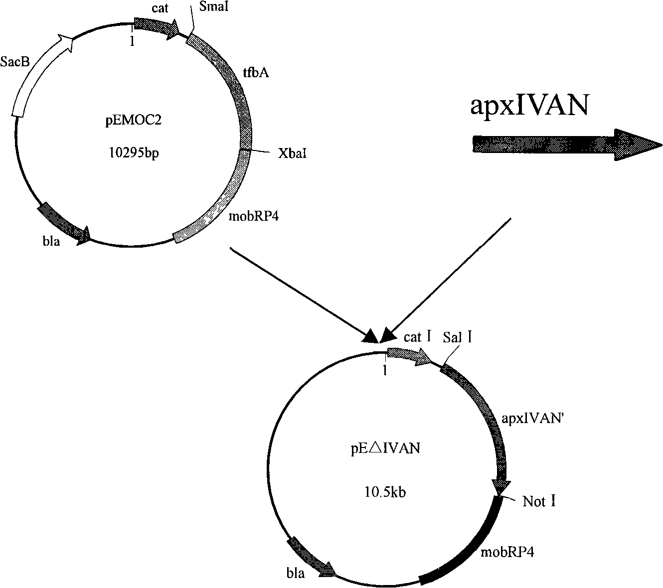 Vaccine for differentiating porcine actinobacillus pleuropneumonia serum 7-type double-gene deletion mutant of vaccine immunity and virus infection animal and application thereof