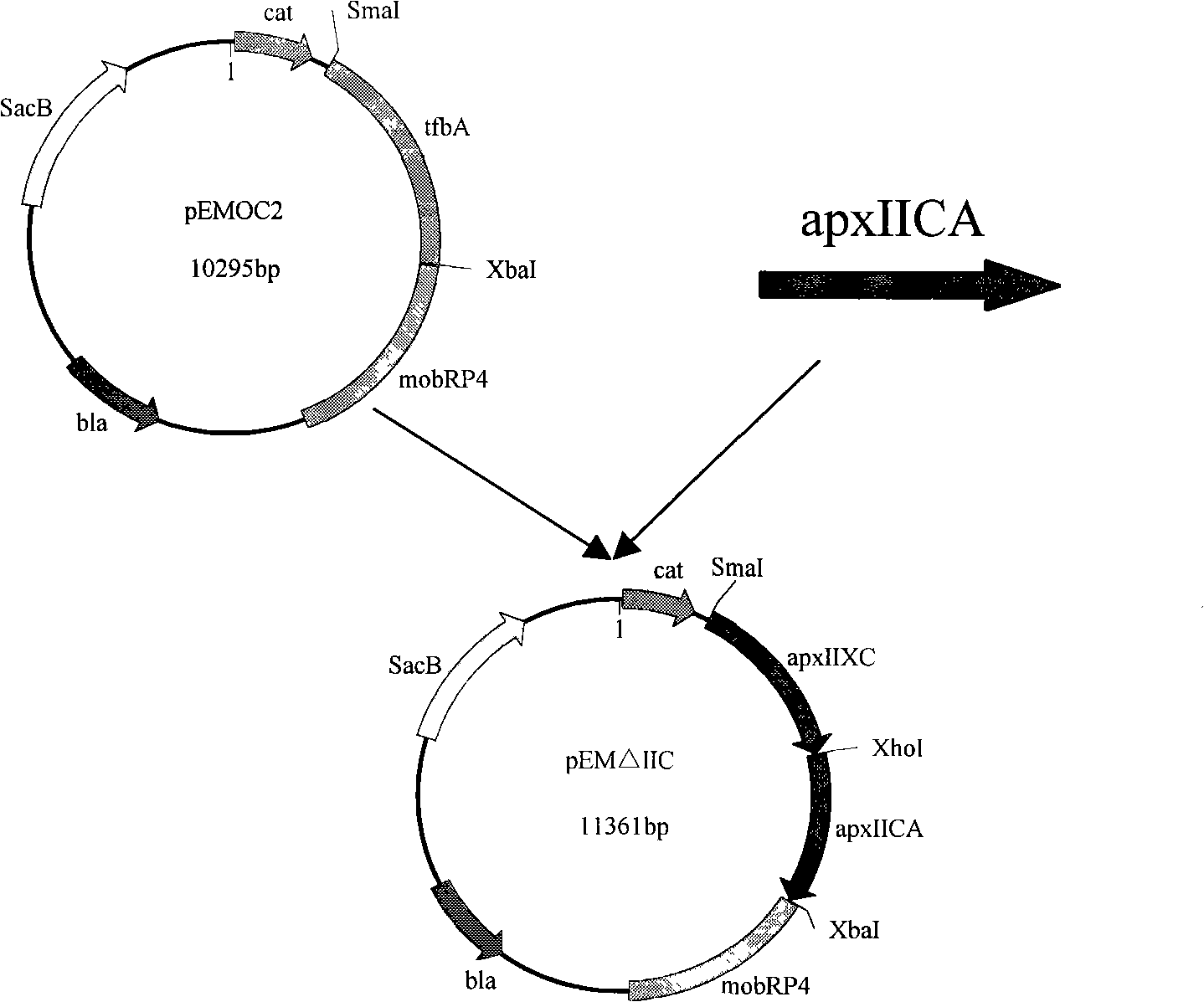 Vaccine for differentiating porcine actinobacillus pleuropneumonia serum 7-type double-gene deletion mutant of vaccine immunity and virus infection animal and application thereof