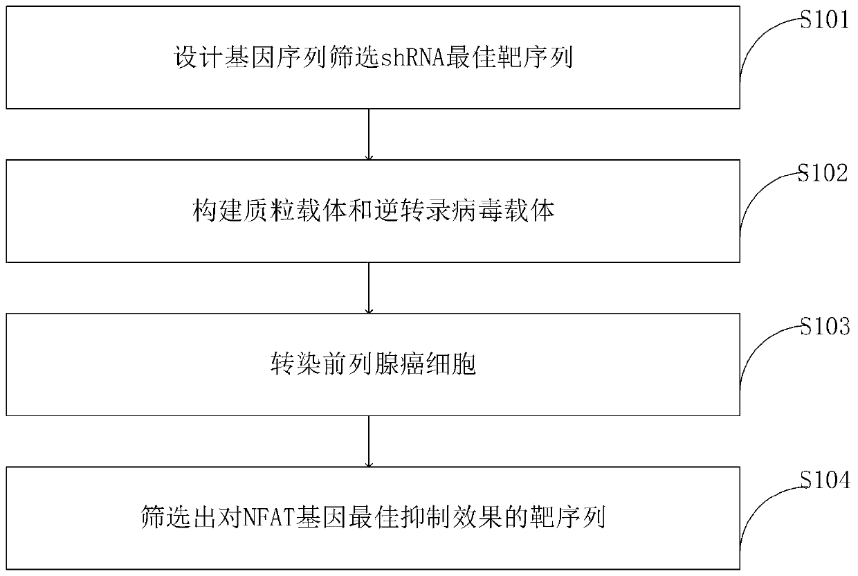 Screening method of target sequence capable of inhibiting NFAT gene and application of screening method