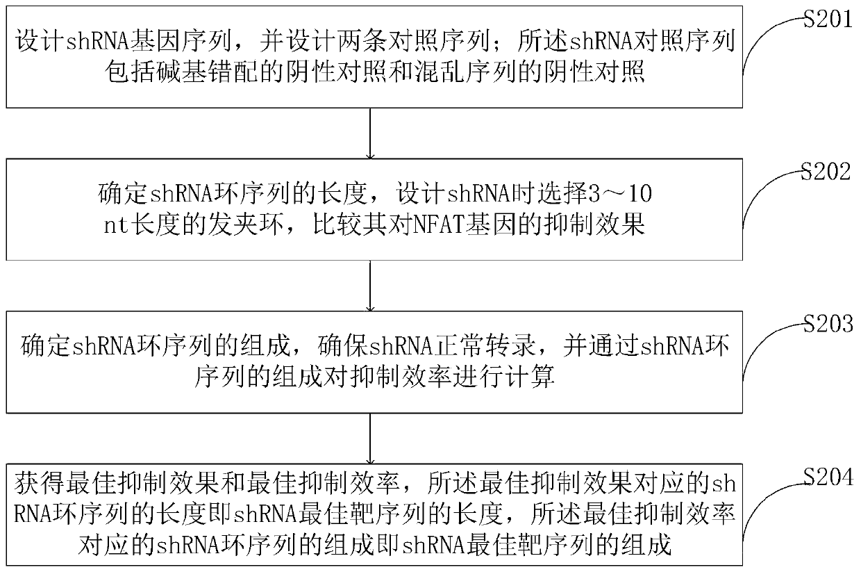 Screening method of target sequence capable of inhibiting NFAT gene and application of screening method