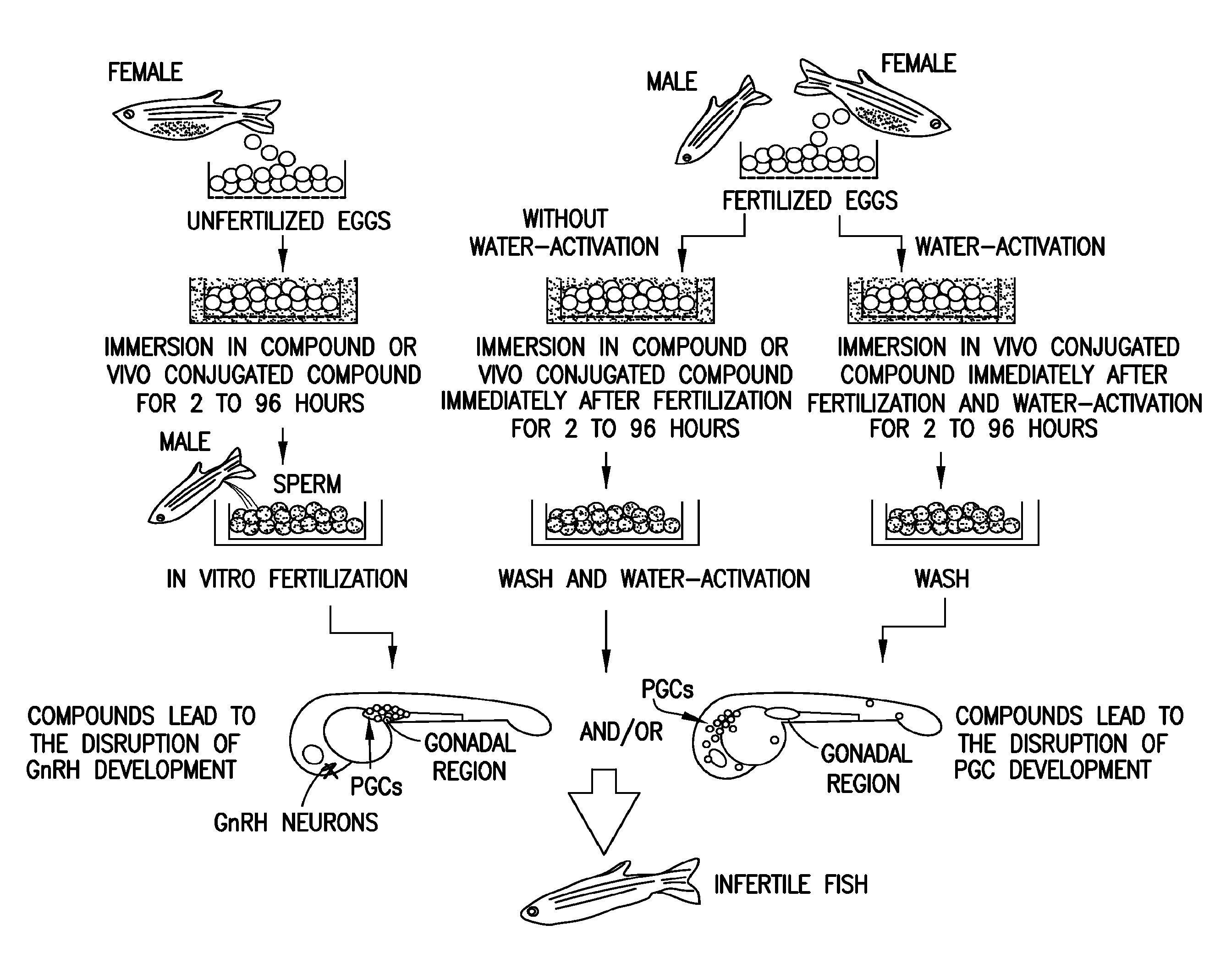 Method of producing infertile fish and egg-producing aquatic animals and of  delivering compounds into eggs and embryos