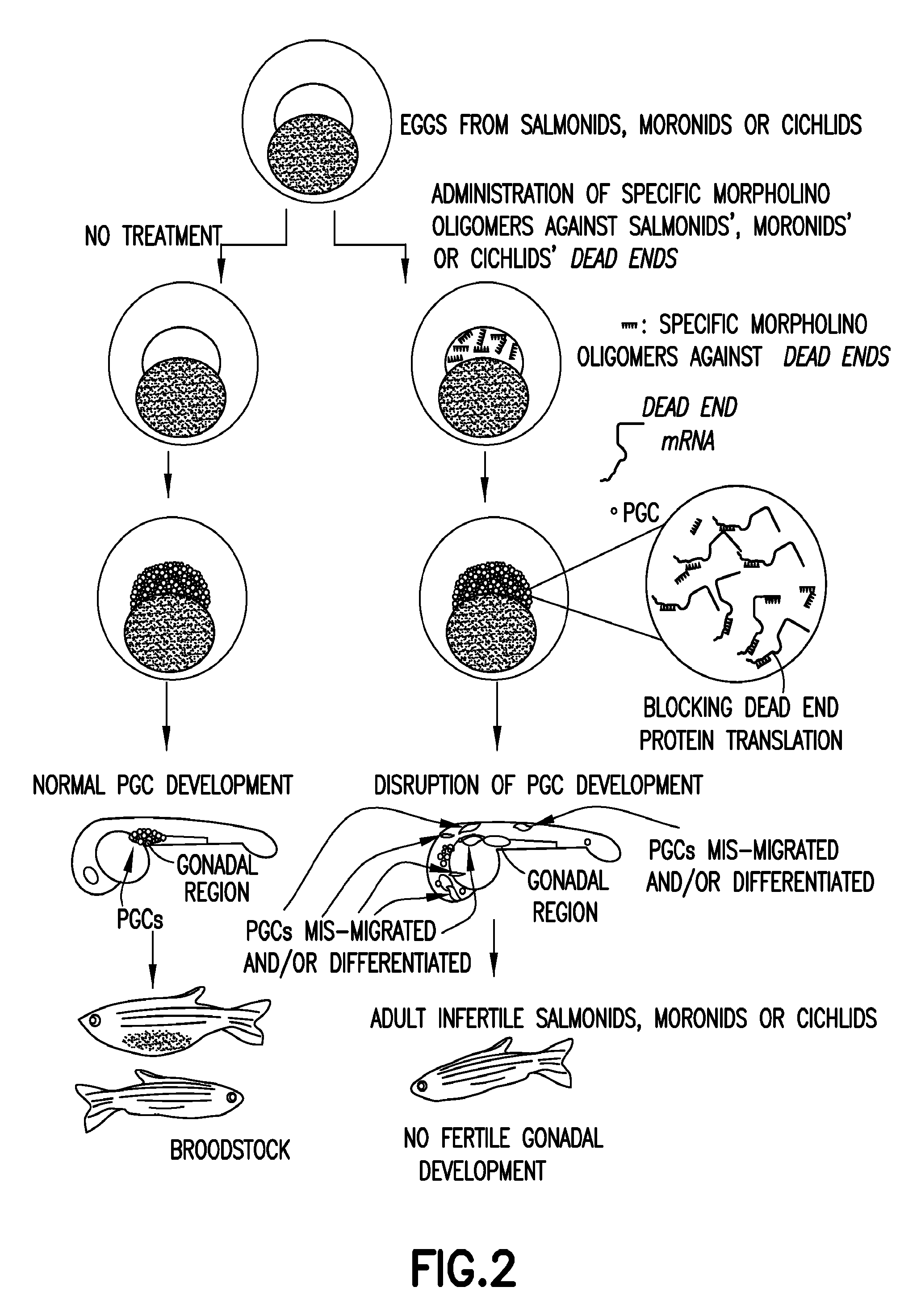 Method of producing infertile fish and egg-producing aquatic animals and of  delivering compounds into eggs and embryos