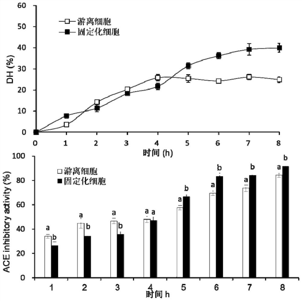 Method for preparing ACE inhibitory peptide by enzymolysis of squid viscera with magnetic nanoparticle immobilized cells