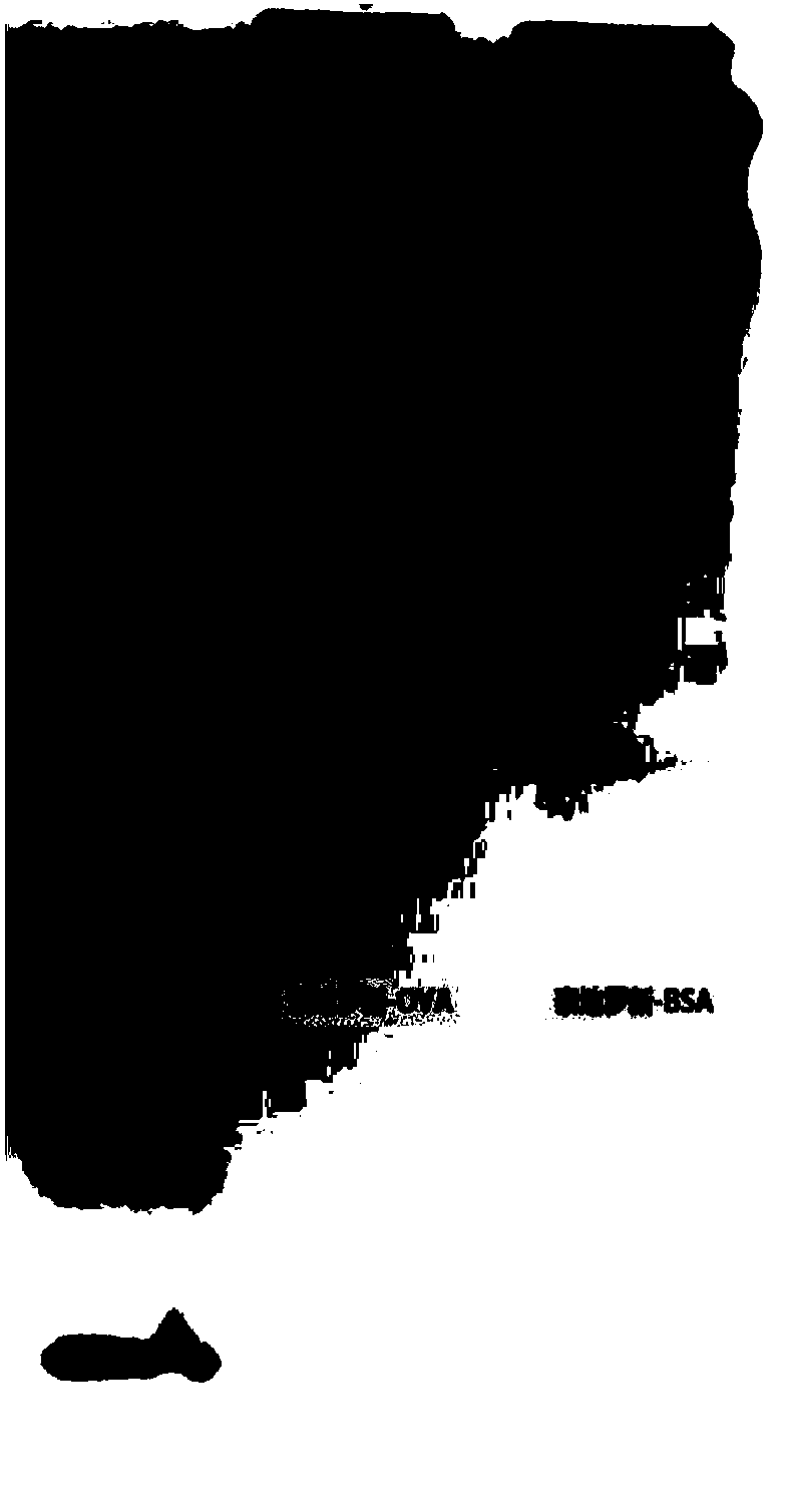 Tildipirosin hapten derivative, and preparation method and detection kit thereof