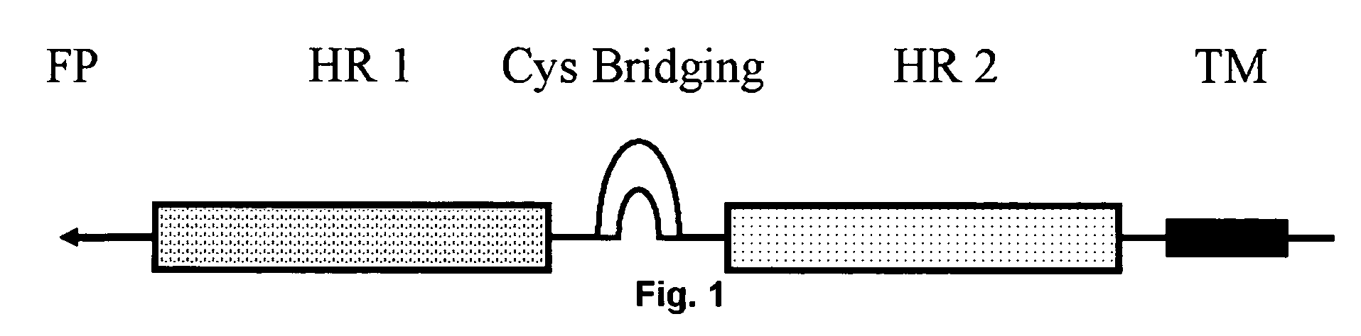 Multimerised HIV fusion inhibitors