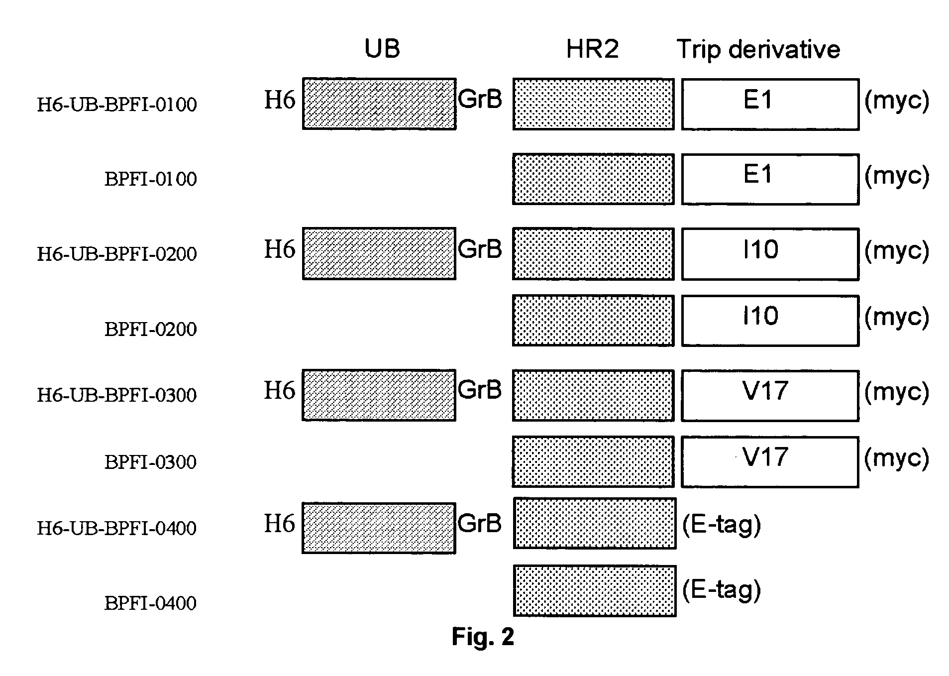 Multimerised HIV fusion inhibitors