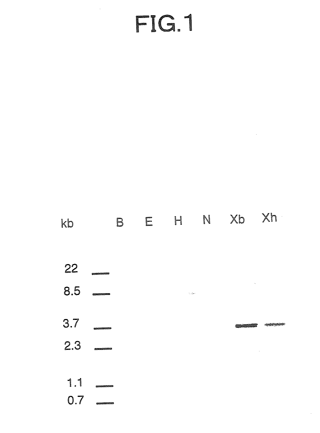 Flower-bud formation suppressor gene and early flowering plant