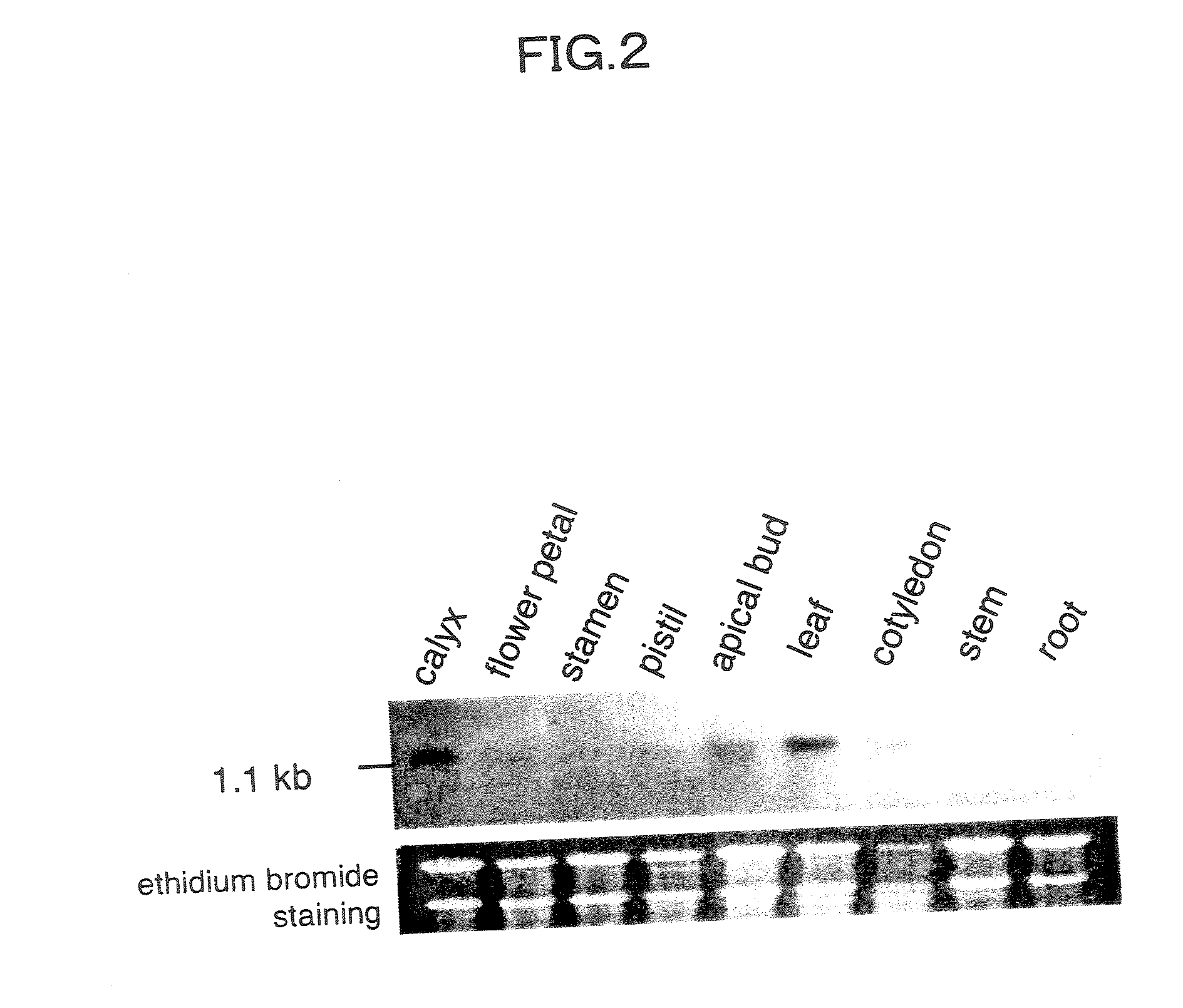 Flower-bud formation suppressor gene and early flowering plant