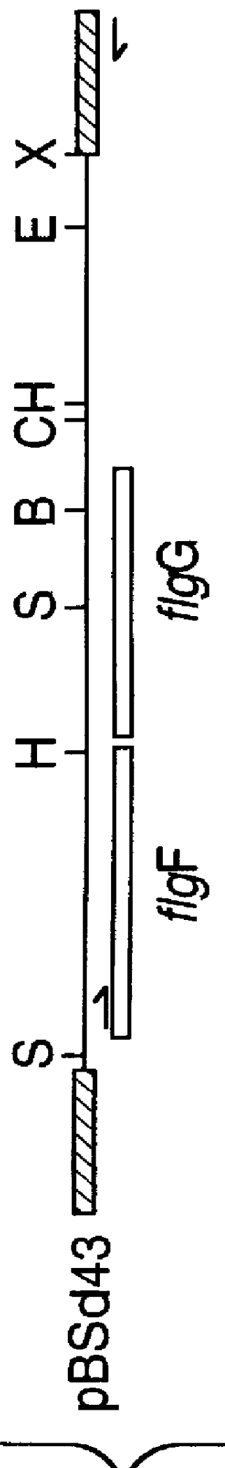 Basal body rod protein FlgF of campylobacter