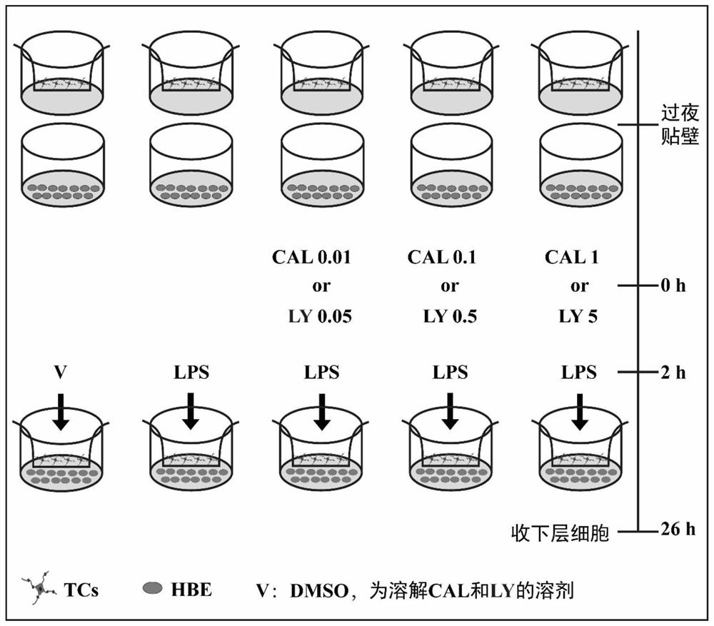 Exosome of mouse lung telocyte line as well as extraction method and application of exosome