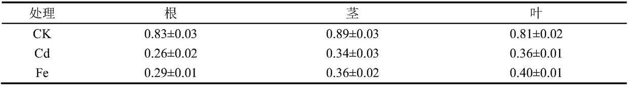 Hydroponic method using exogenous ferric salt to alleviate toxic effects of cadmium to tomatoes and application of exogenous ferric salt