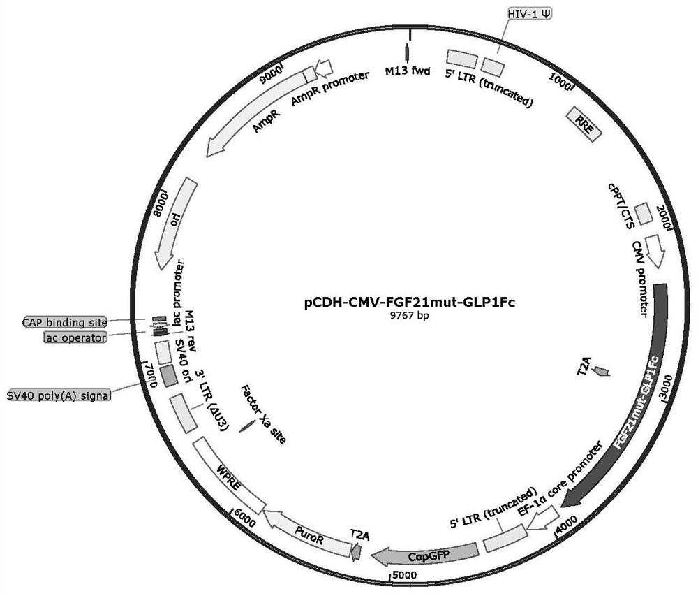 Mesenchymal stem cells for intervention in stress-induced cognitive impairment