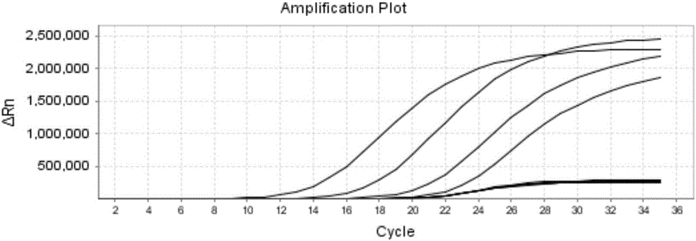 HBV detection method and kit, and application thereof