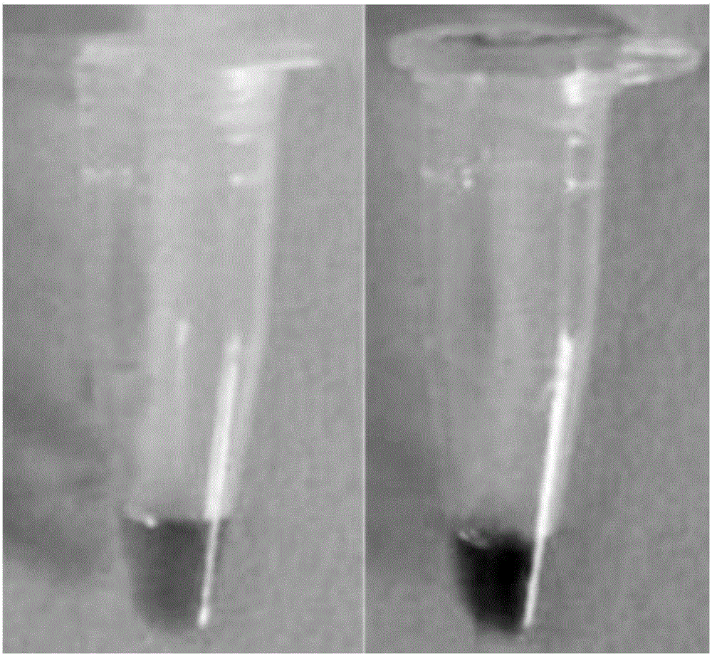 LAMP primer group for detecting broad-spectrum mycoplasma, kit and application of LAMP primer group