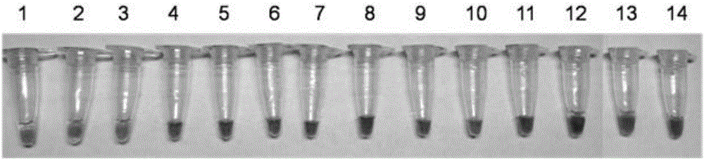 LAMP primer group for detecting broad-spectrum mycoplasma, kit and application of LAMP primer group