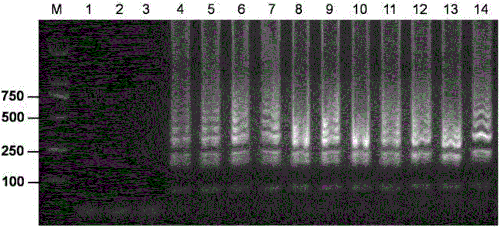 LAMP primer group for detecting broad-spectrum mycoplasma, kit and application of LAMP primer group