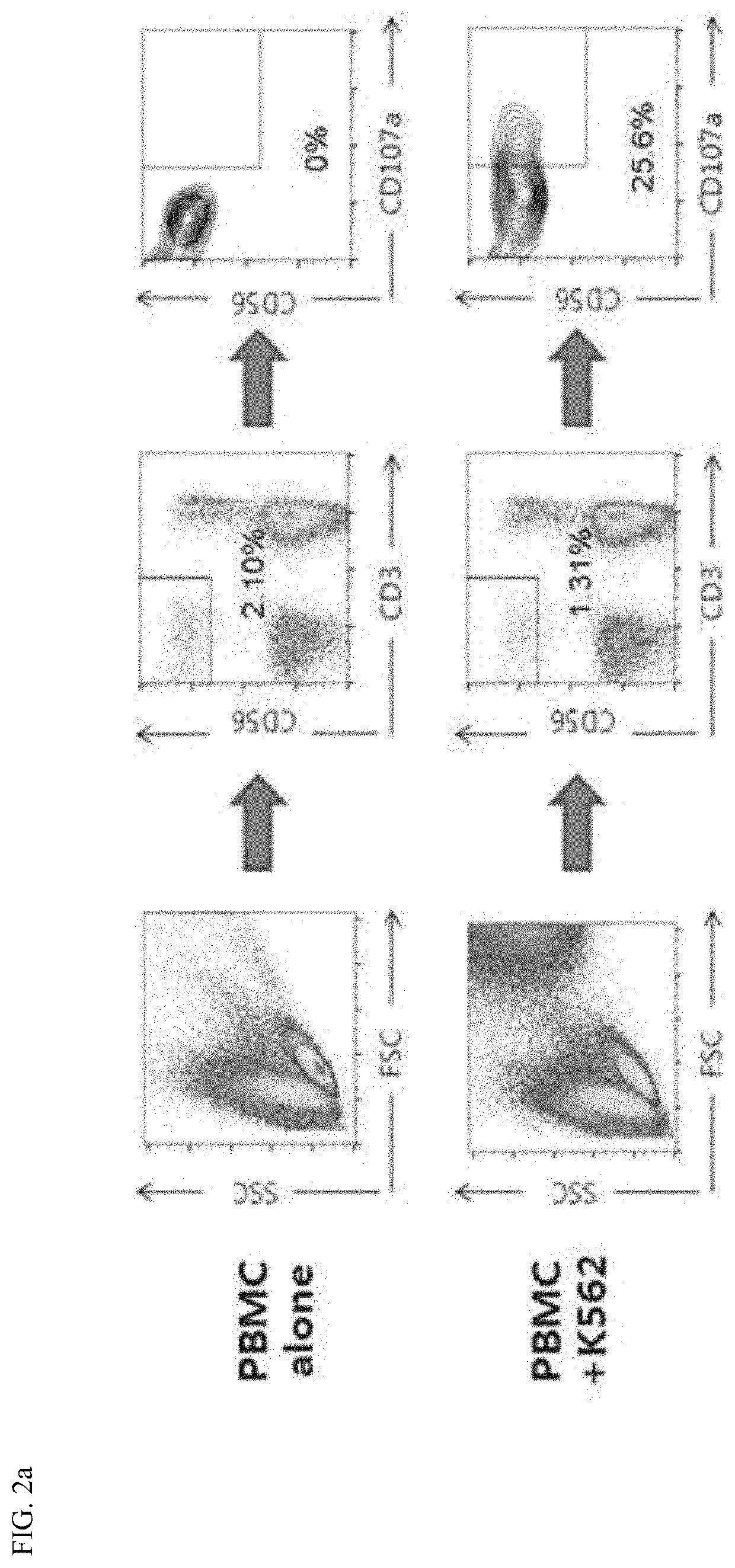 Method for enhancing immunity using ginsenoside F1 as an active ingredient