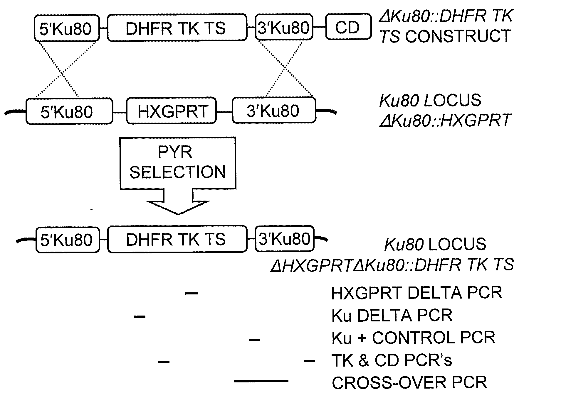 Toxoplasma gondii mutant with enhanced homologous recombination and uses thereof