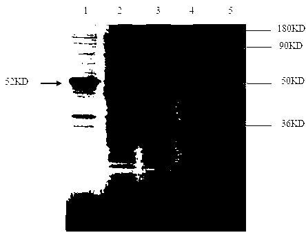 Indirect ELISA kit for detecting porcine transfusion transmitted virus 2 (TTV2) antibody