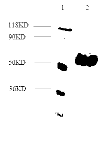 Indirect ELISA kit for detecting porcine transfusion transmitted virus 2 (TTV2) antibody