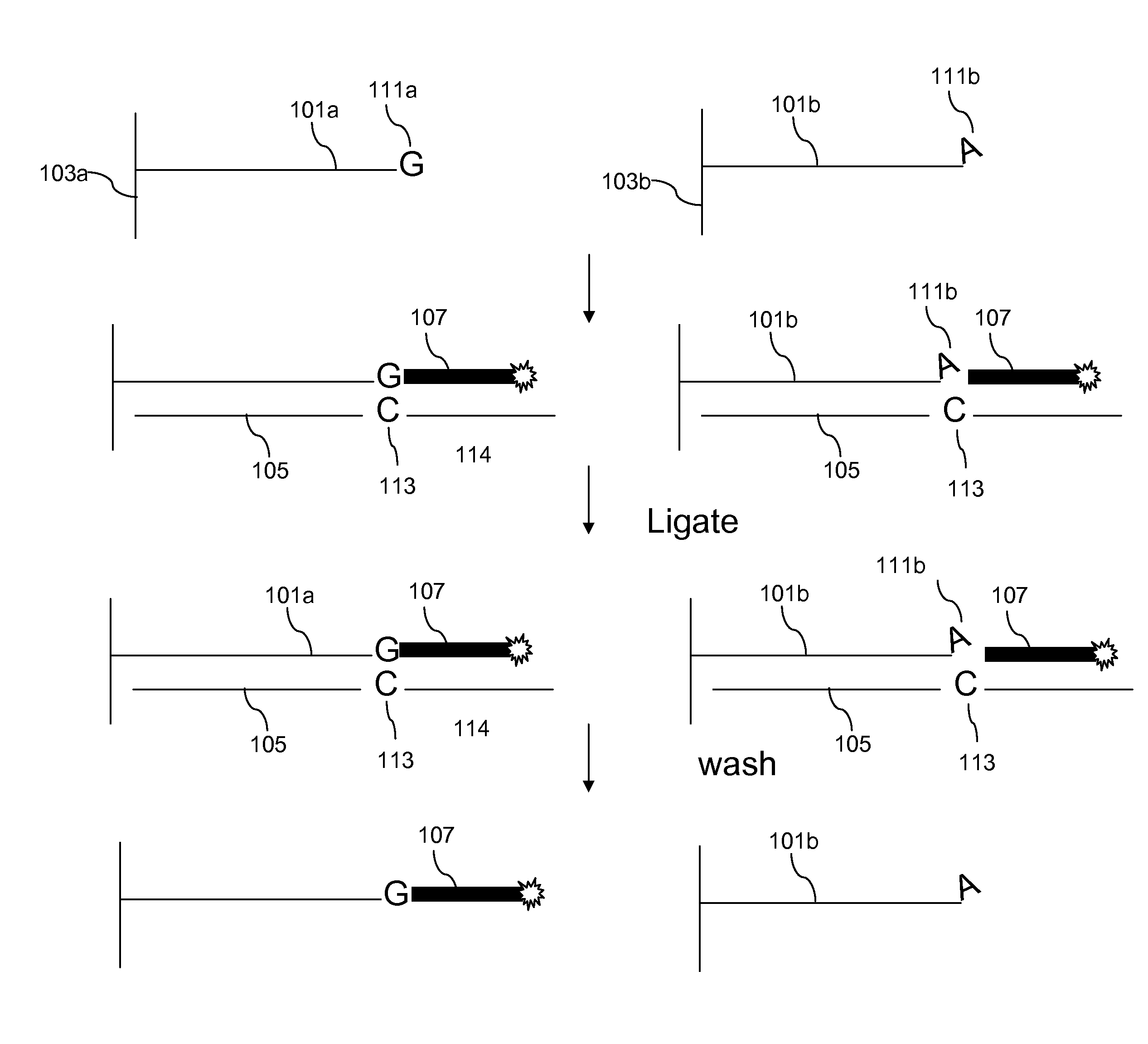 Enzymatic methods for genotyping on arrays