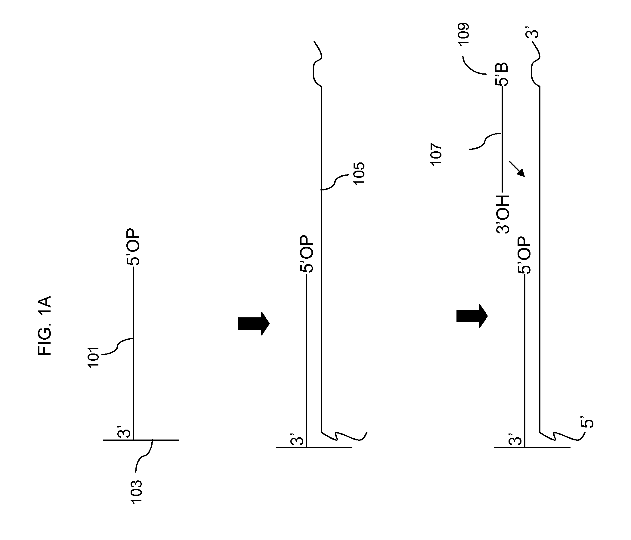 Enzymatic methods for genotyping on arrays