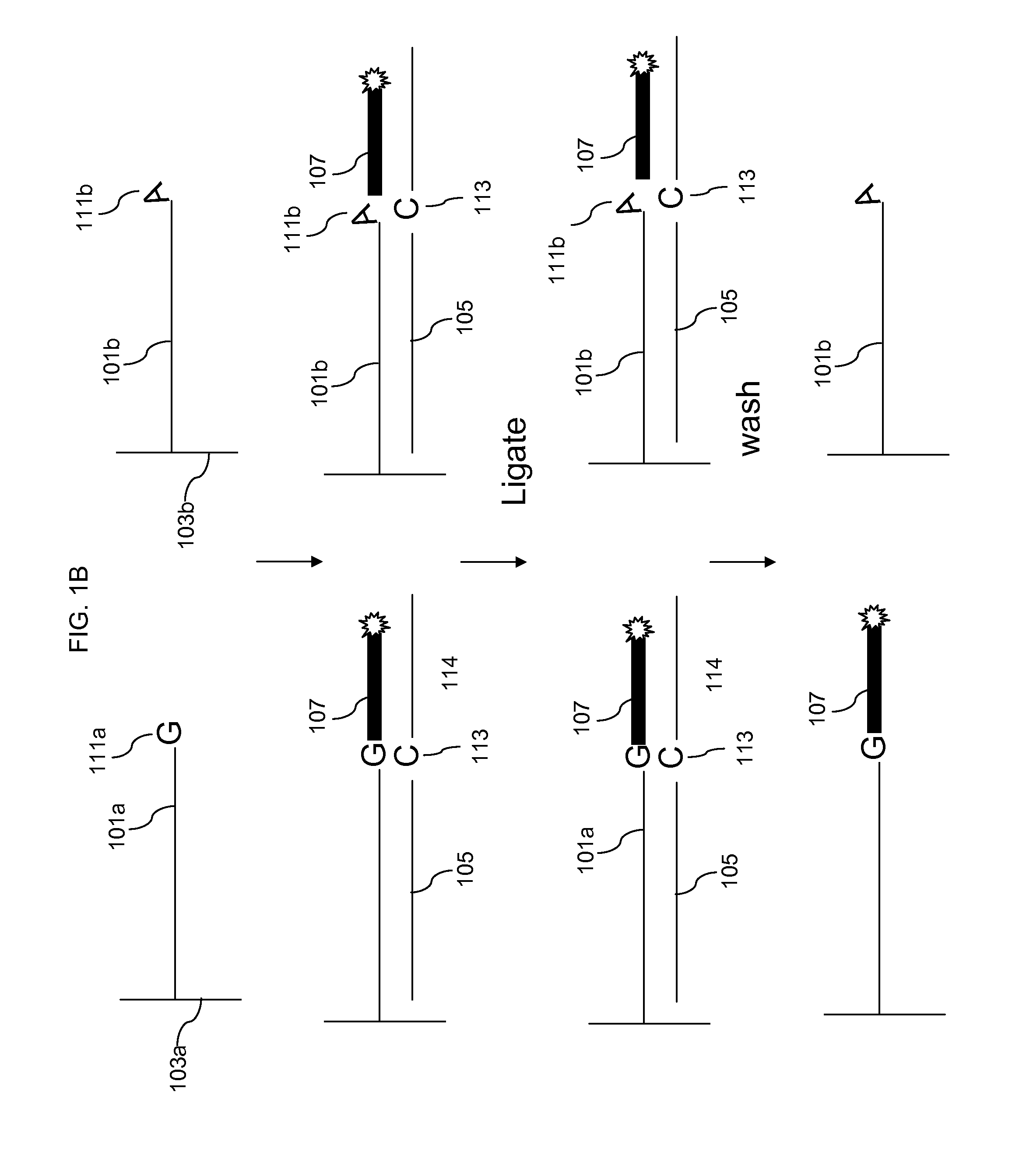 Enzymatic methods for genotyping on arrays