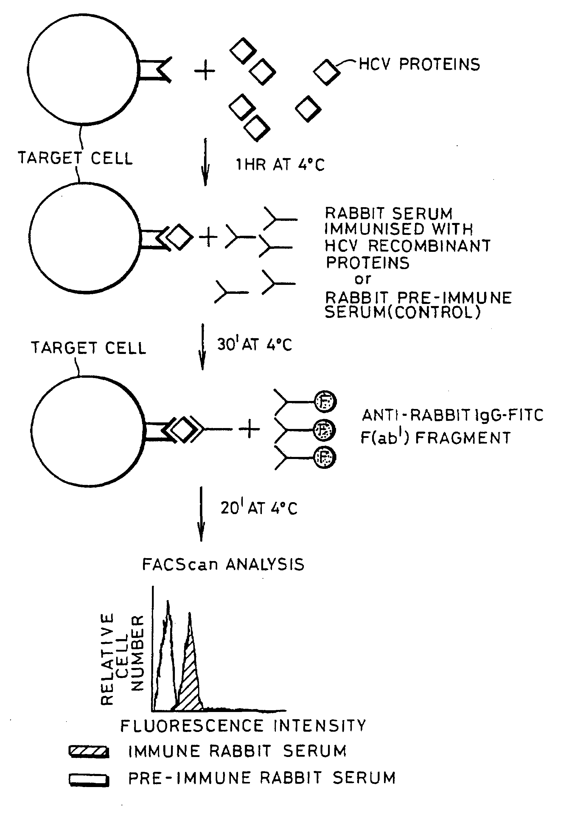 Assay to detect HCV receptor binding