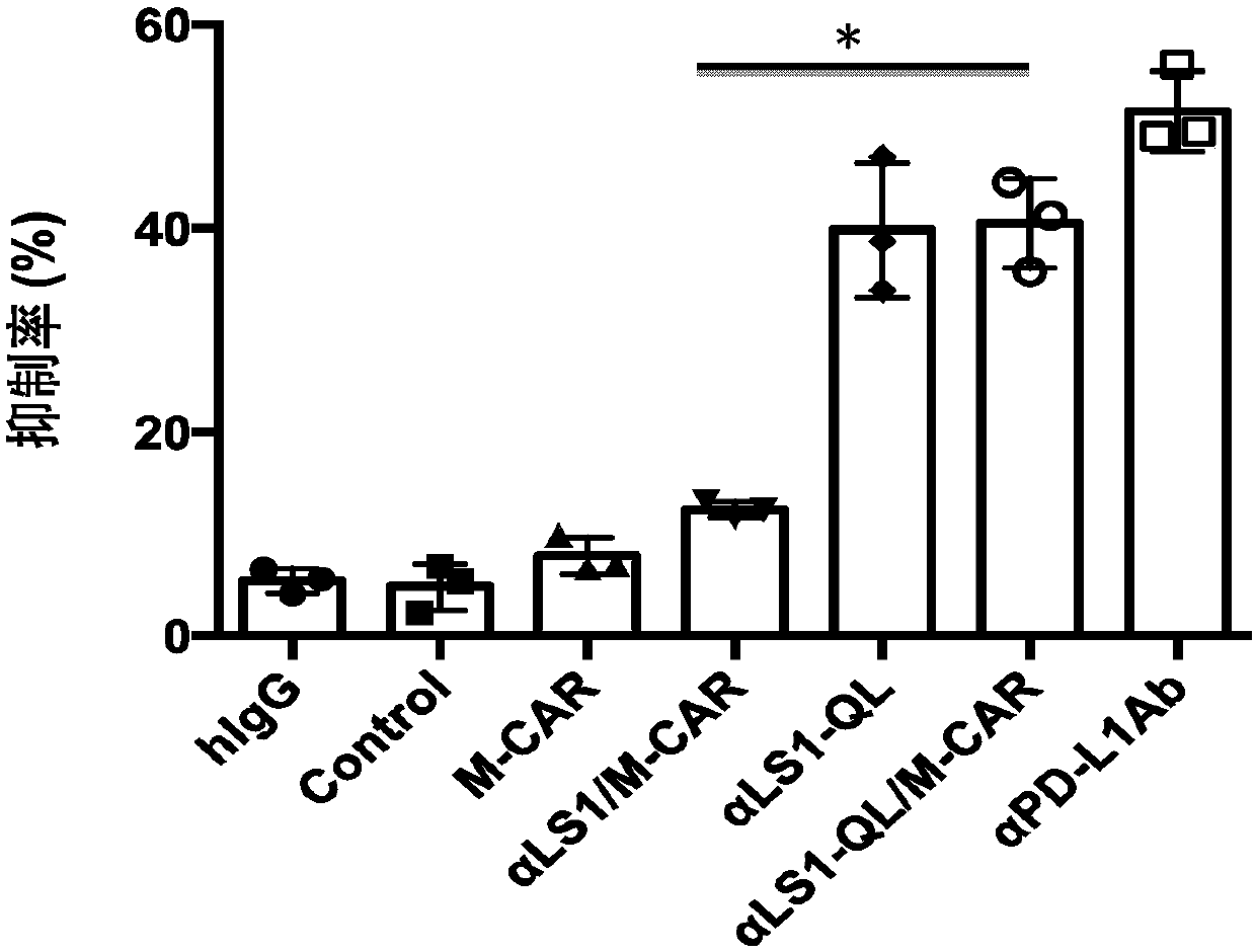 PD-L1 antibody secretion anti-mesothelin CAR-T cell tumor immunotherapy