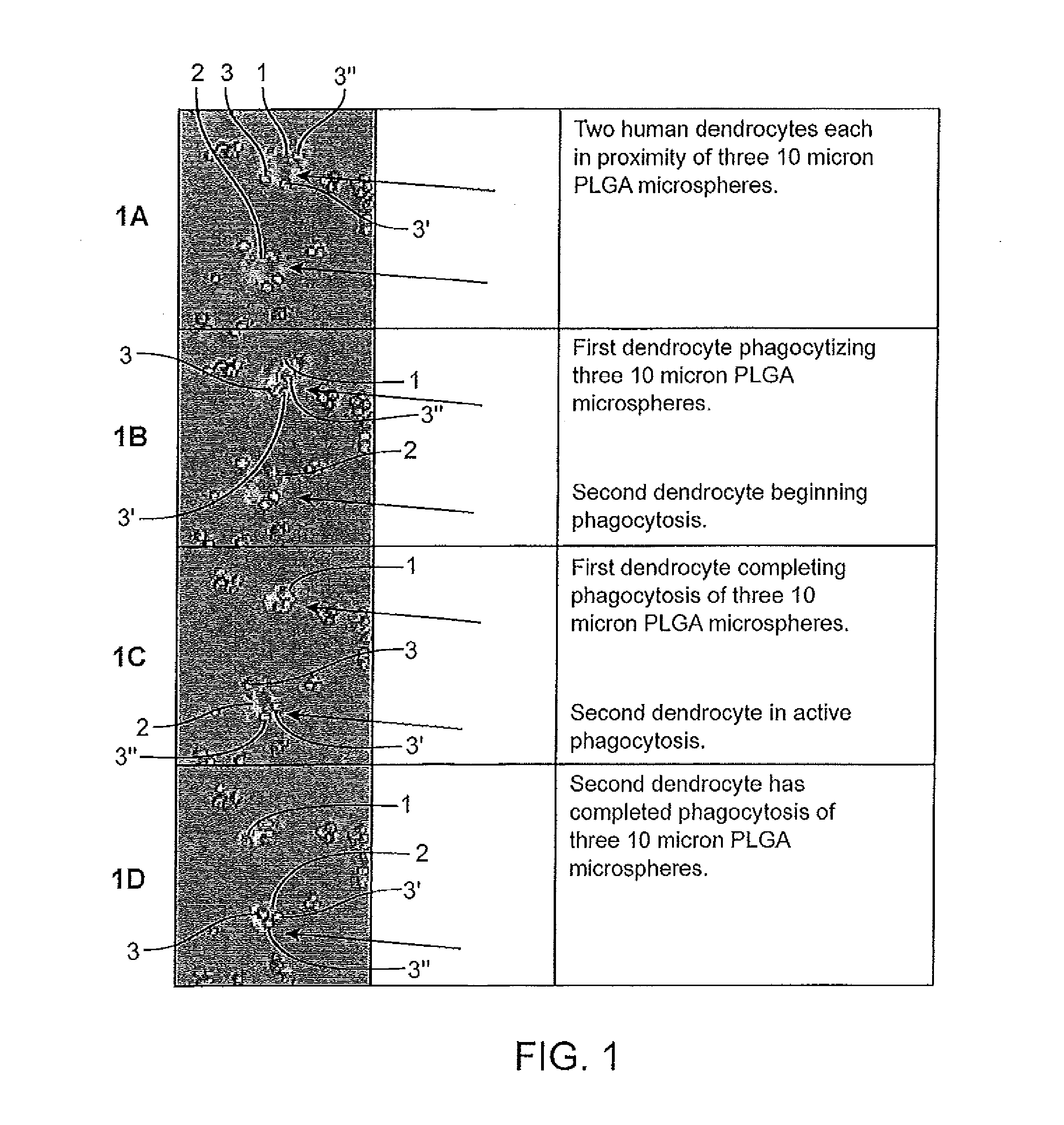 Adjuvant and antigen particle formulation