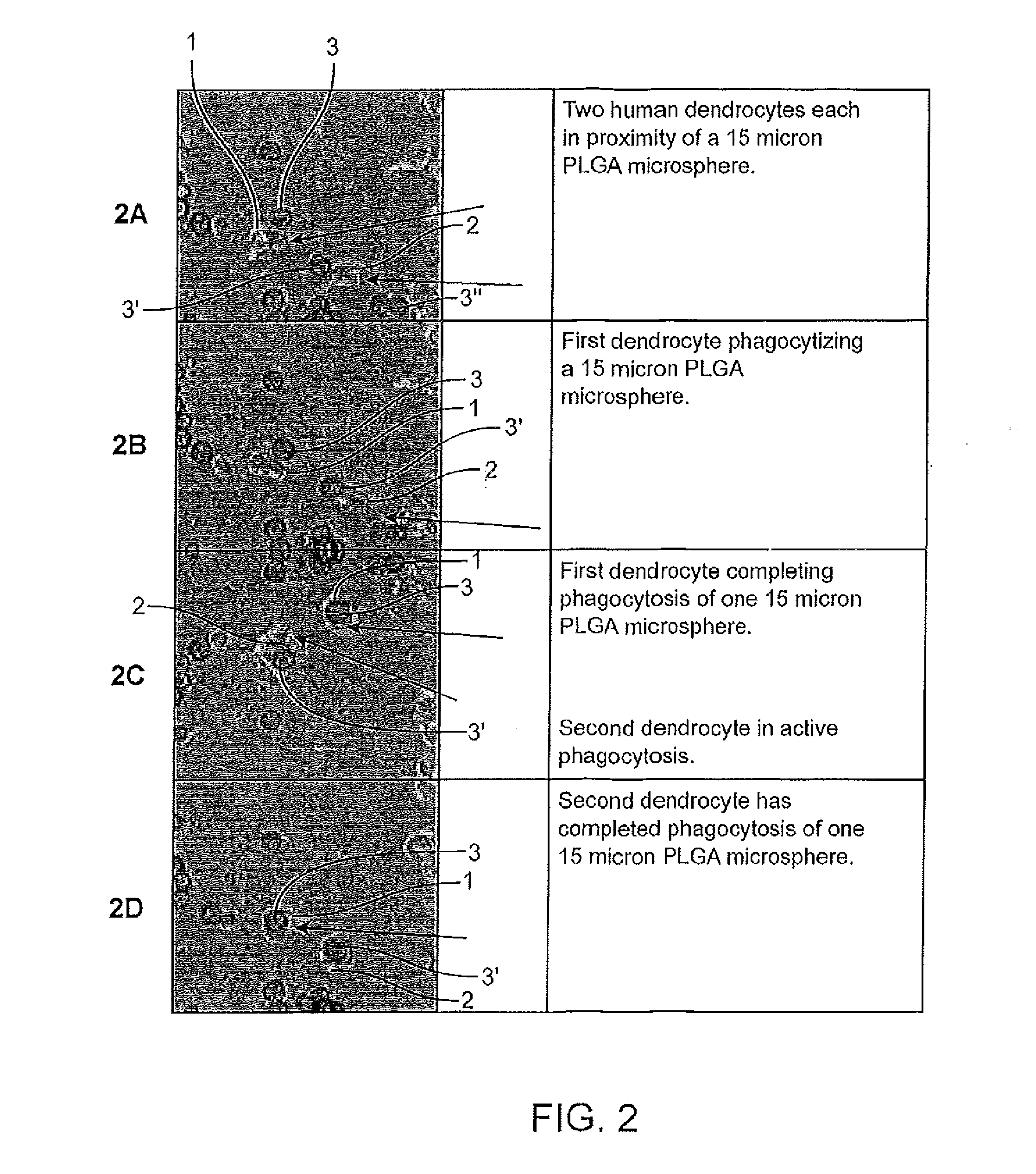 Adjuvant and antigen particle formulation