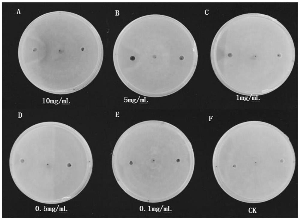 Fengycin, composition including fengycin, fusion gene encoding fengycin, recombinant plasmid, recombinant bacteria and applications