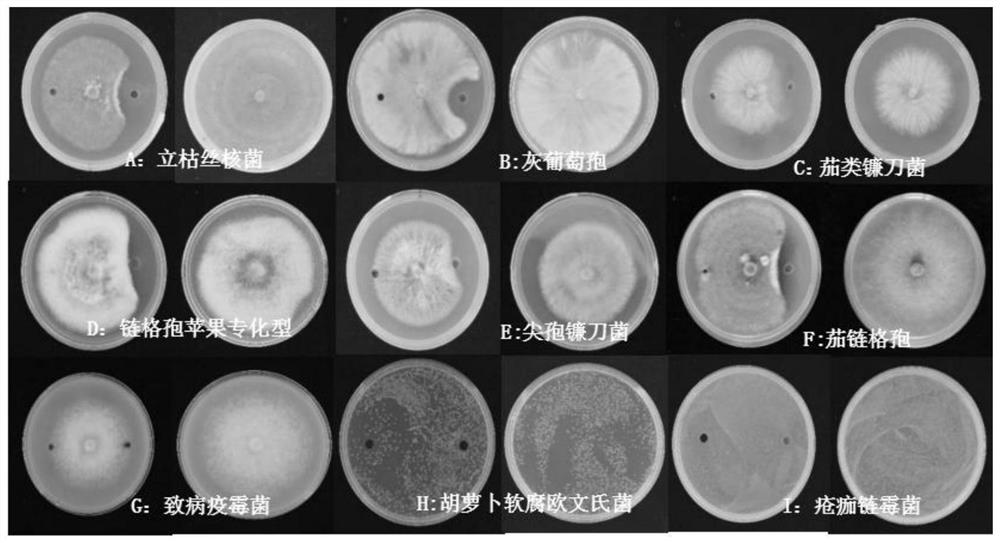 Fengycin, composition including fengycin, fusion gene encoding fengycin, recombinant plasmid, recombinant bacteria and applications