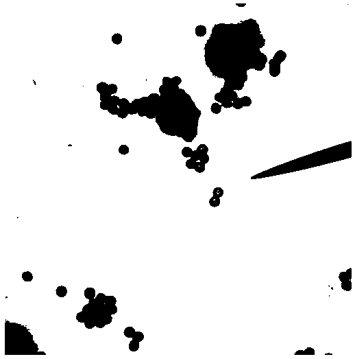 Purpureocillium lilacinum strain and application thereof