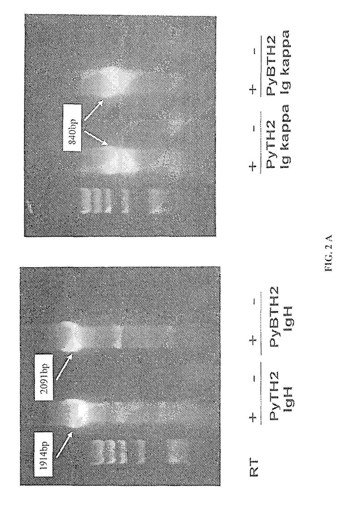 TH1/TH2 polarizing vaccines