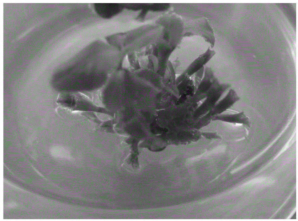 Method for acquiring regeneration plants by adventitious bud inducement of camellia oleifera radicles