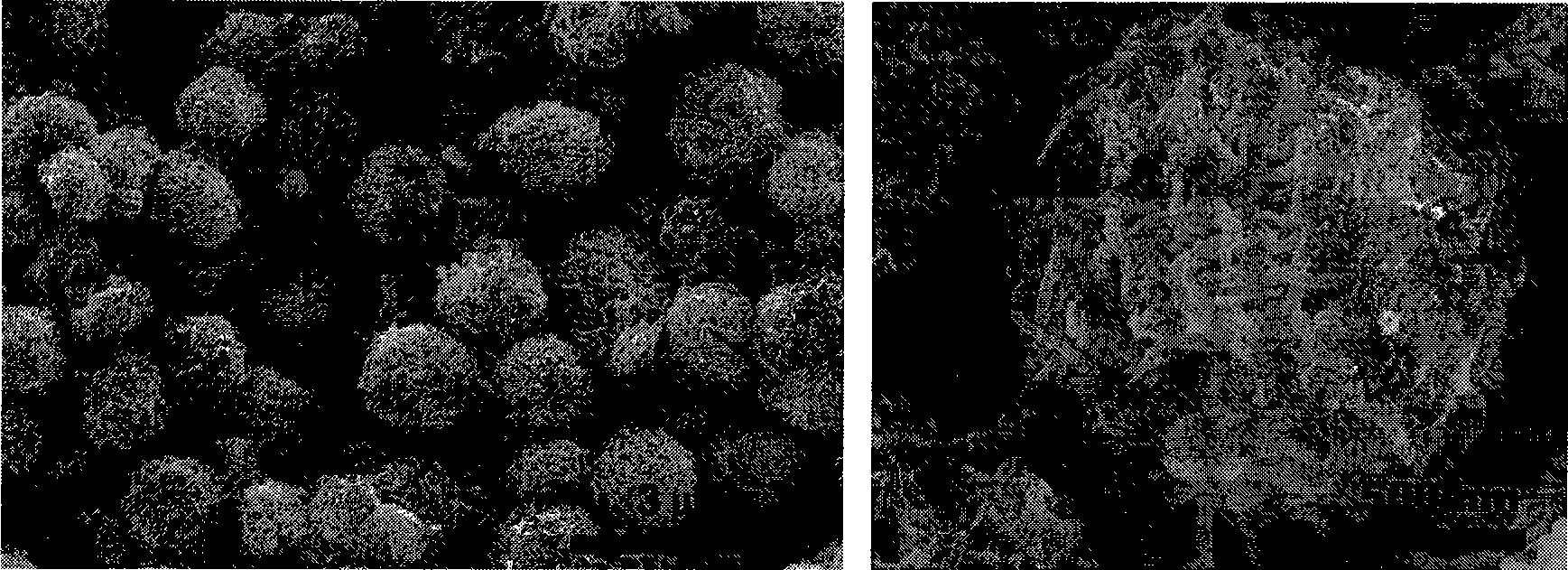 CuO-carbon nano-tube composite micro-nano-sphere, preparation and uses thereof