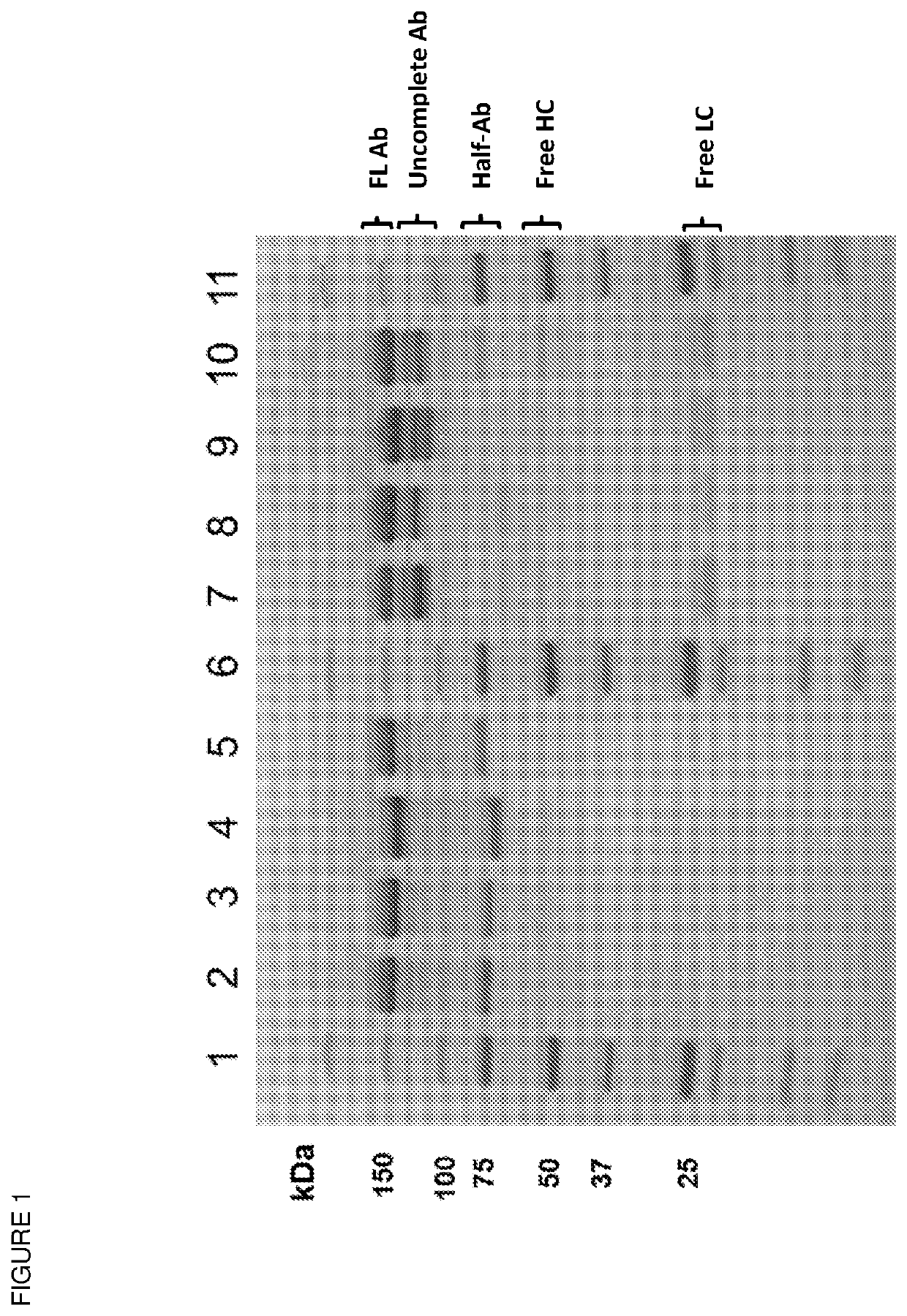 Engineered heterodimeric proteins