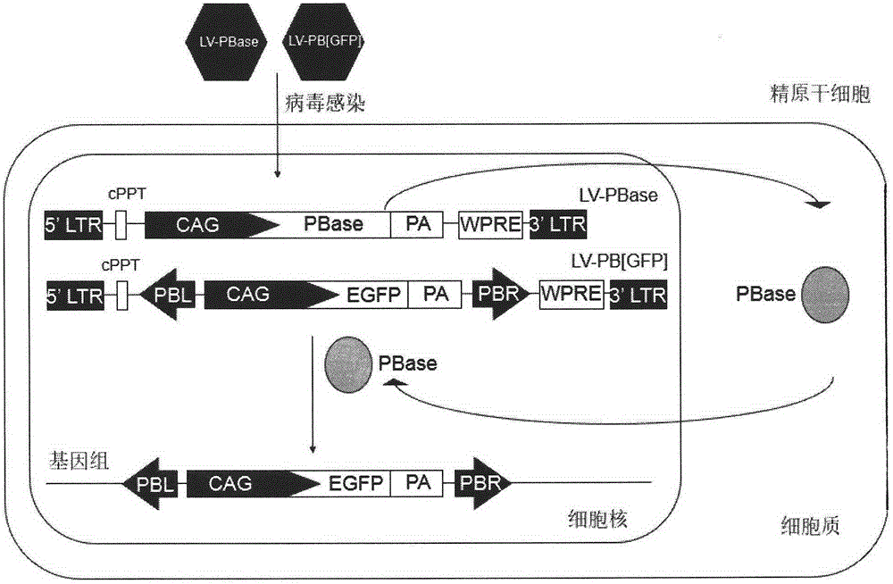 Method of introducing random insertion mutation to genome of in-vivo spermatogonial stem cells