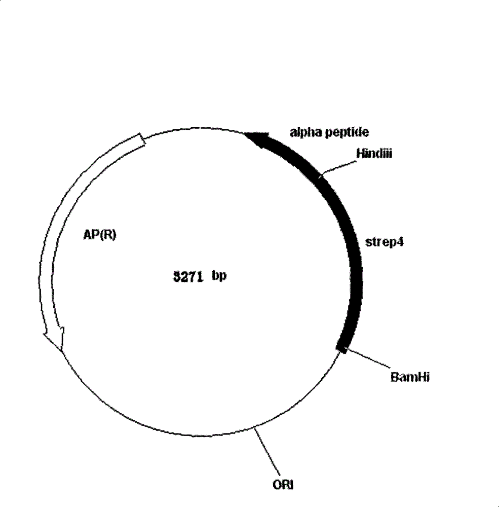 Recombination polypeptide serving as group A streptococcic tetravalent vaccine protective antigen