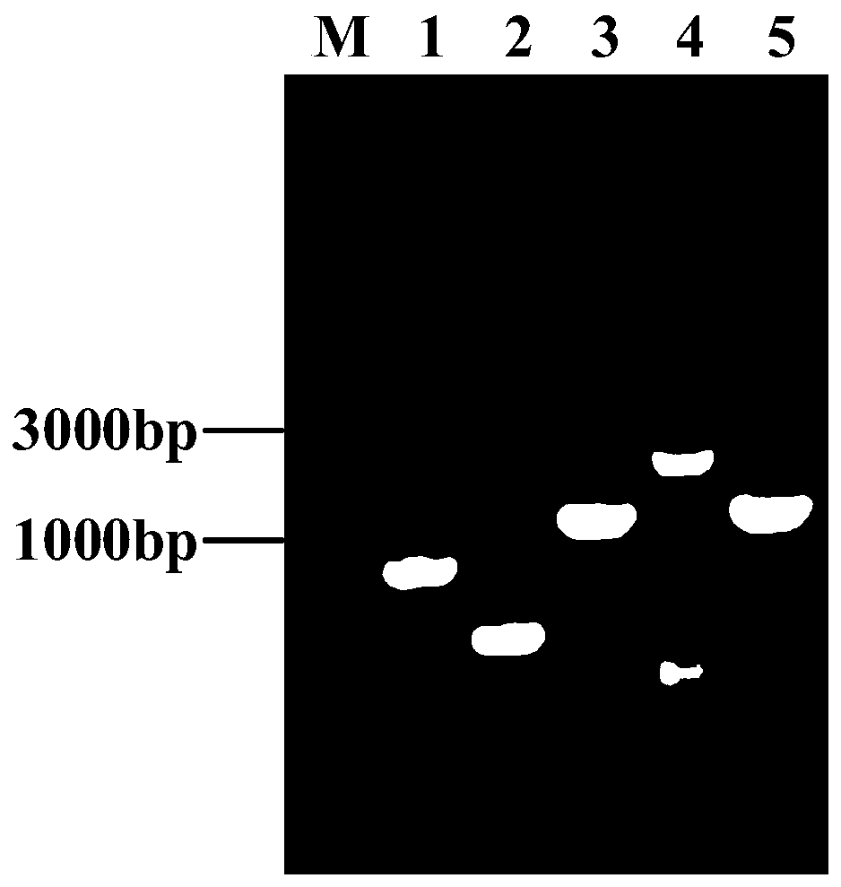 Genetically engineered bacterium for producing L-arginine and construction method and application thereof