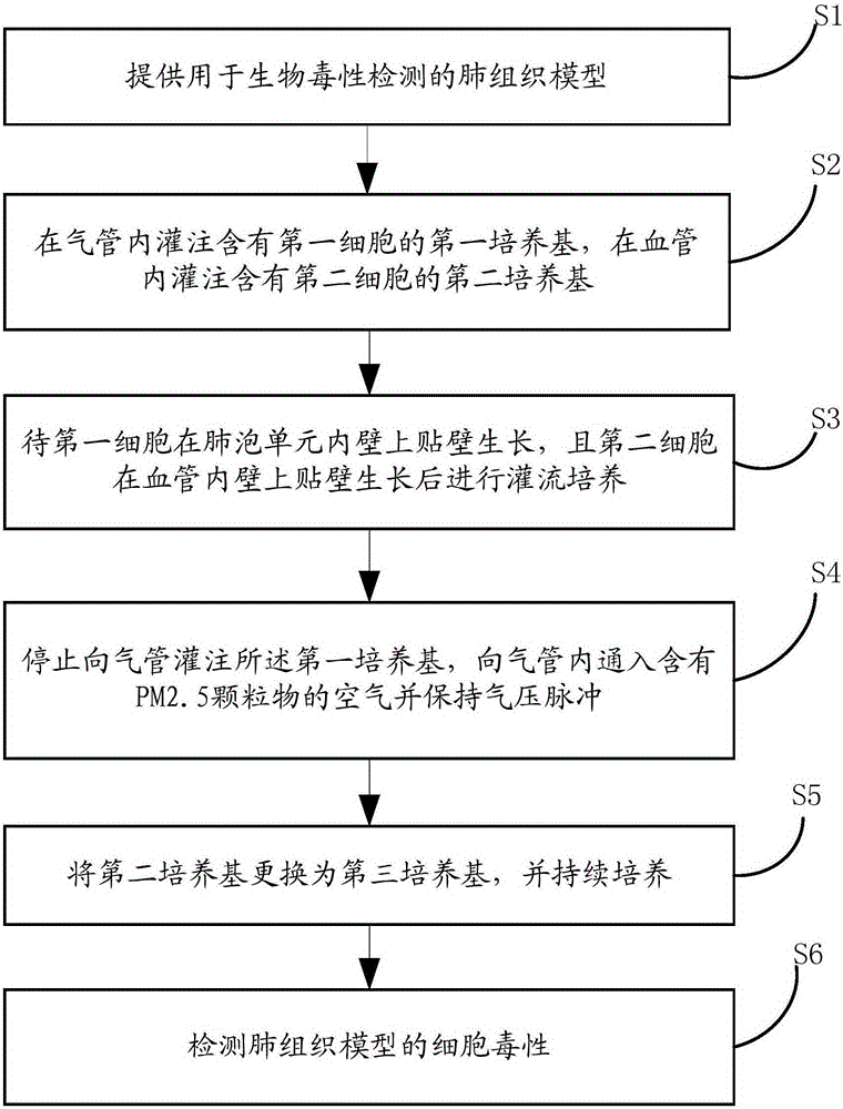 Lung tissue model for biotoxicity detection and biotoxicity detection method