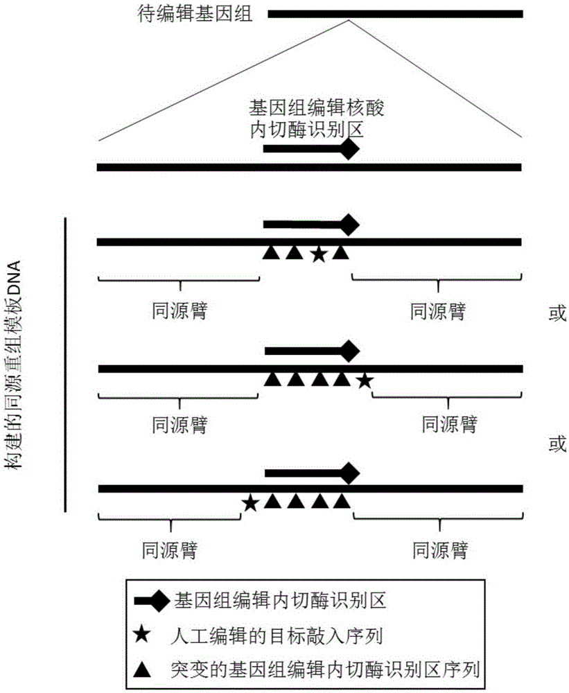 DNA containing mutational endonuclease identification section and application of DNA in genome editing